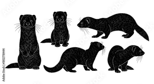 Hand drawn ferrets collection: detailed black and white animal designs