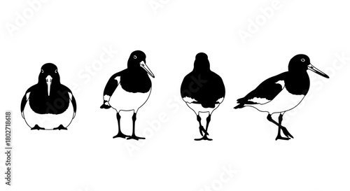 Oystercatcher bird silhouette set with multiple poses on white