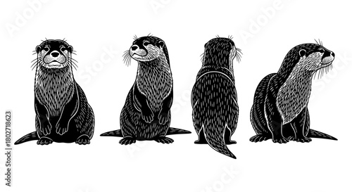 Detailed hand drawn otter illustrations in black and white from multiple angles