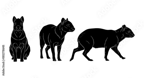 Tasmanian devil silhouette set: three views of unique wildlife