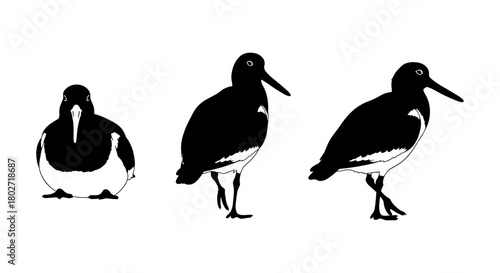 Silhouette of oystercatcher in various poses on white background
