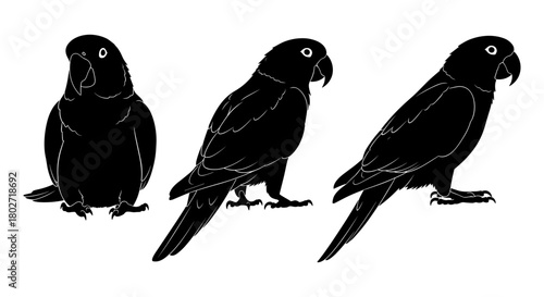 Silhouette parrot set of three black birds isolated on white