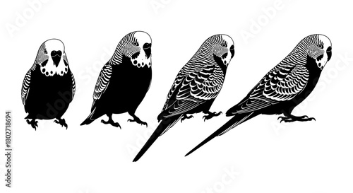Monochrome parakeet silhouettes in different poses on white background