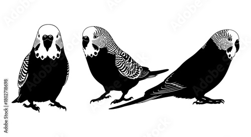 Silhouette of three parakeets in various poses on white background