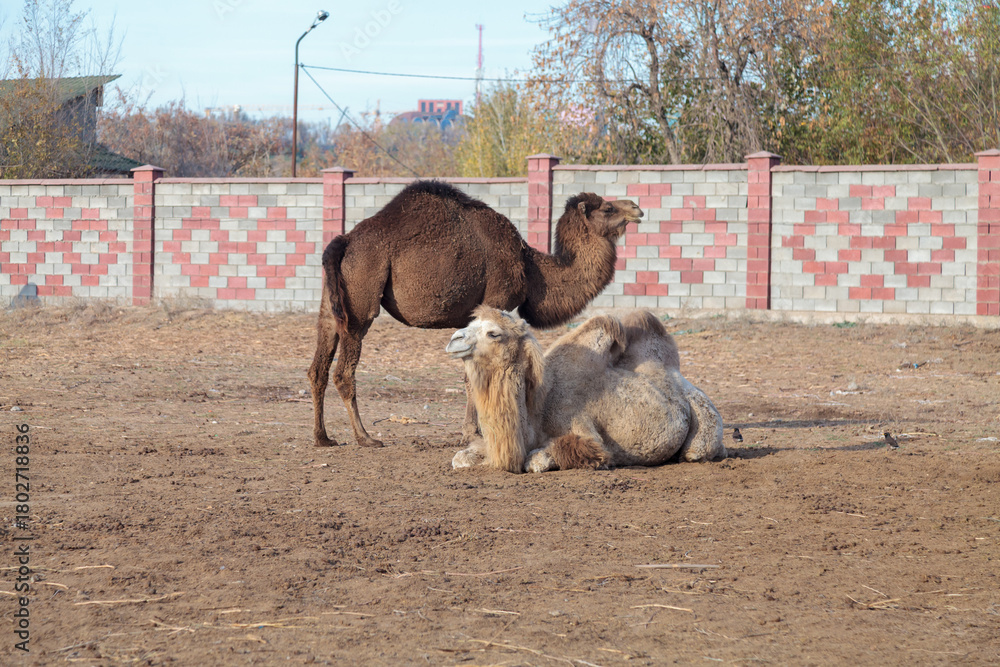 Naklejka premium Two camels are laying in a dirt field