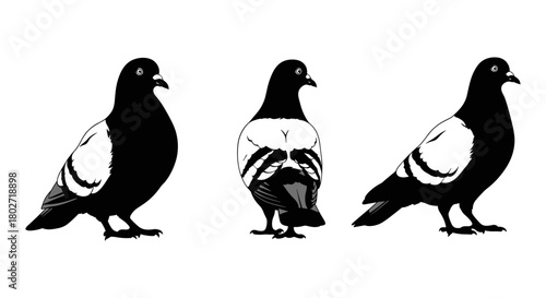 Pigeon silhouettes in black and white on white background