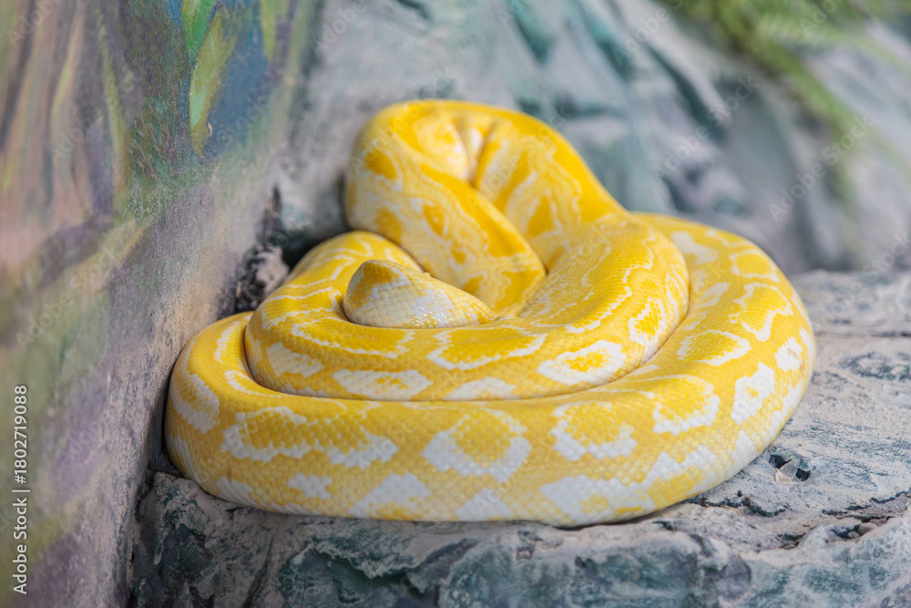 Fototapeta premium Yellow and white snake is curled up on a rock