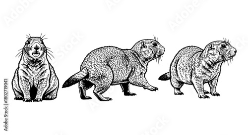 Detailed prairie dog engraving in vintage black and white style