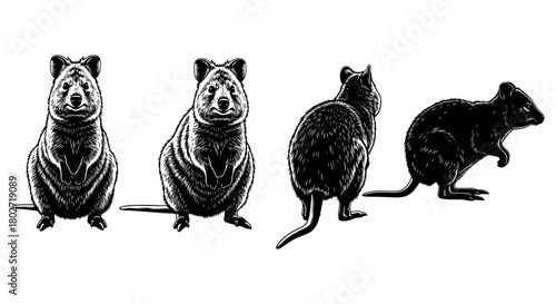 Detailed quokka artwork in black and white style featuring four unique poses