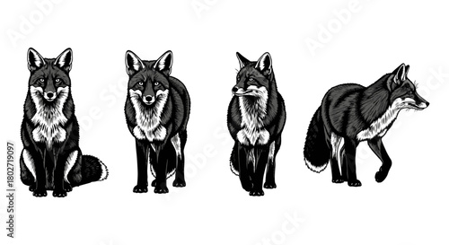 Black and white fox variations in detailed animal art style