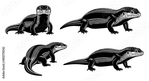 Detailed black and white skink reptile silhouettes with distinct patterns