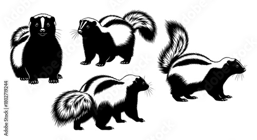 Black and white silhouette skunks: detailed animals with fluffy tails