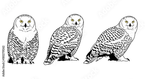 Detailed black and white snowy owls: wildlife art in minimalist line style