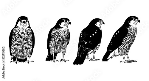 Silhouette of peregrine falcon in various poses