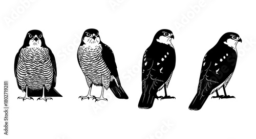 Falcon silhouette set: detailed bird of prey illustrations in black and white