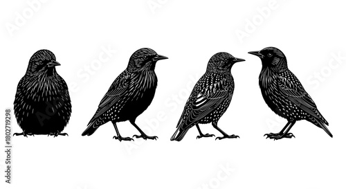 Detailed black silhouette of birds in various poses on a white background