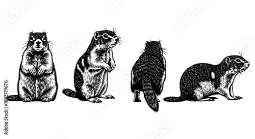 Detailed vintage squirrel engraving: multiple poses in black and white
