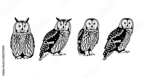 Hand drawn owls: elegant black and white owl illustrations in line art style