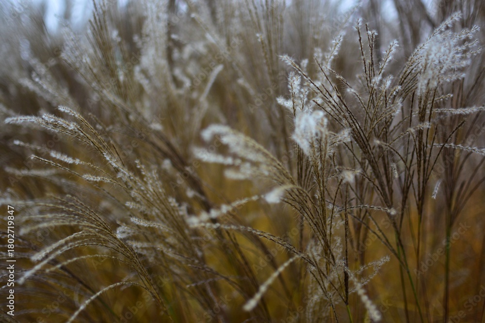 Fototapeta premium Close-up macro of soft ornamental grass with delicate white seed heads. Shallow depth of field creates a dreamy, natural autumn texture with warm tones and gentle bokeh.