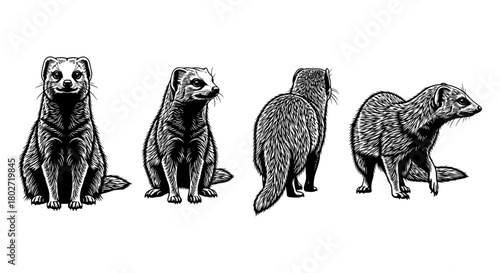 Detailed ferret artwork in black and white featuring different poses