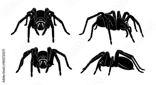 Silhouette spider set on white background