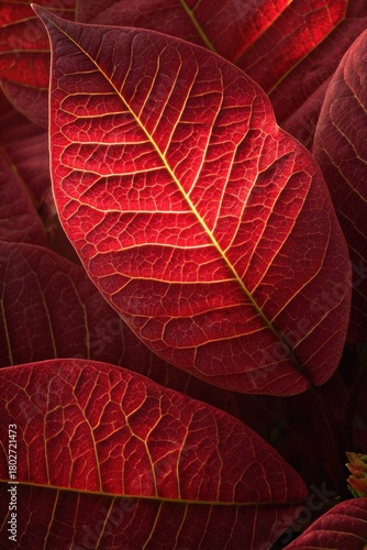 Vibrant red leaf texture detail for nature themed projects