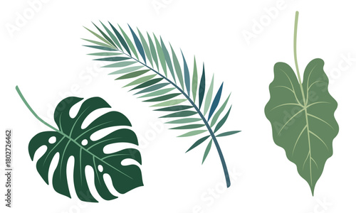 Tropical leaves: monstera, palm, elephant ear vector set. Different green fol...