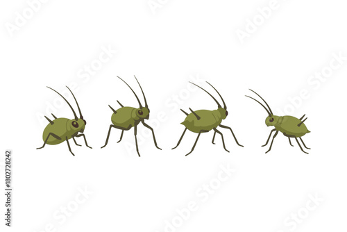 Evolution of insect life cycle stages in minimalist flat design
