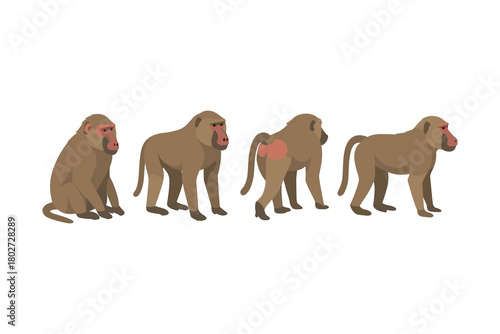 Baboons in flat style: four poses of wild primates on white background