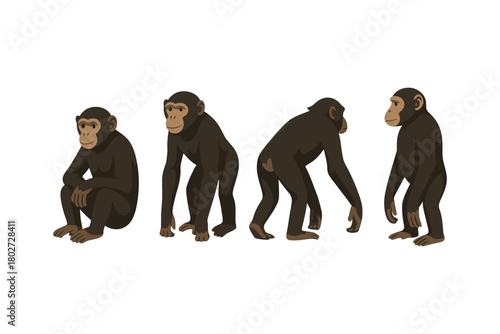 Realistic chimpanzee poses on white background
