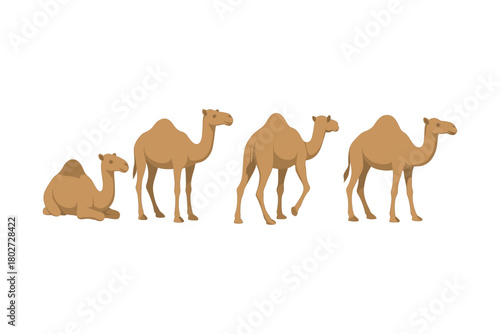 Elegant flat art of camels in various poses on white background
