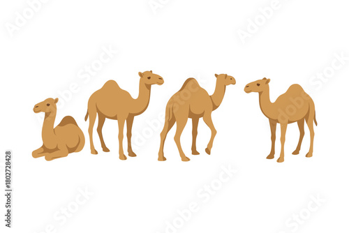 Set of camels in various poses on a white background