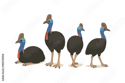 Colorful cassowary birds in various poses on white background