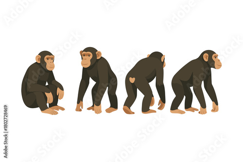 Four chimpanzees in various poses on white background