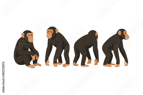 Chimpanzee evolution stages: flat design primate illustrations