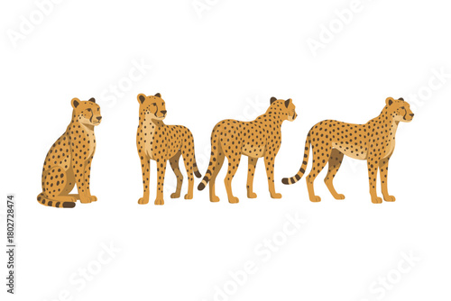 Elegant cheetah poses in flat art style for wildlife art and design