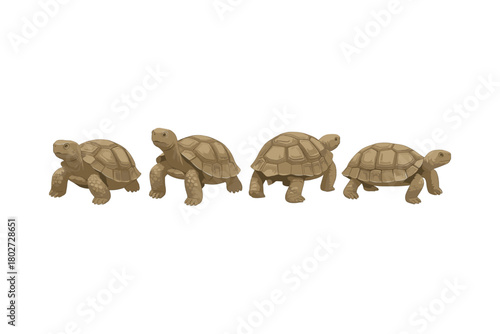 Realistic tortoise progression sequence on white background