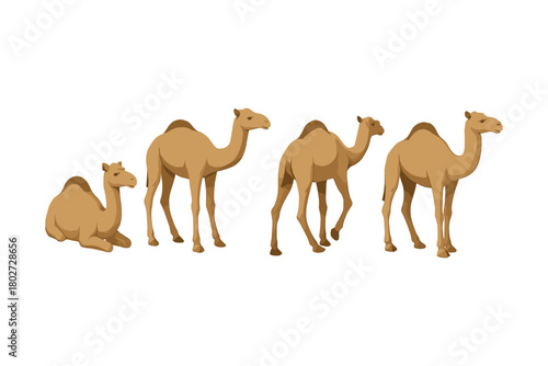 Set of camel poses in flat design for wildlife and nature themes