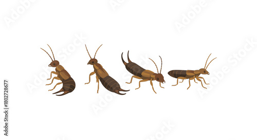 Detailed earwig set on white background