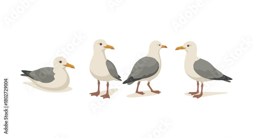 Set of seagull illustrations in various poses with a minimalist style
