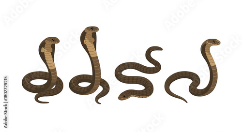 Multiple poses of cobras on white background: coiled, upright, and slithering