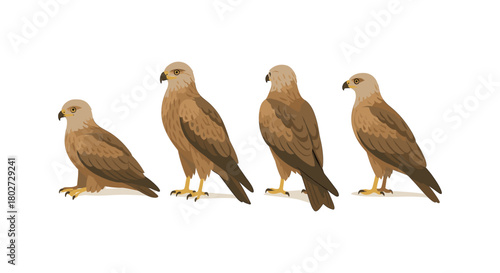 Four eagles in various poses on white background