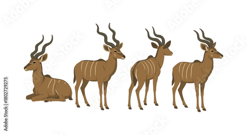 Kudu antelope four poses collection on white background