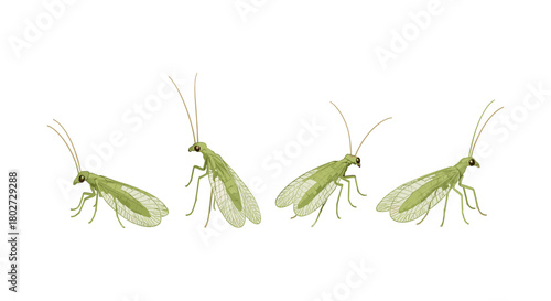 Realistic green lacewing collection with transparent wings and antennae on white background