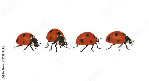Cute ladybug walking cycle with red shell and black spots on white background