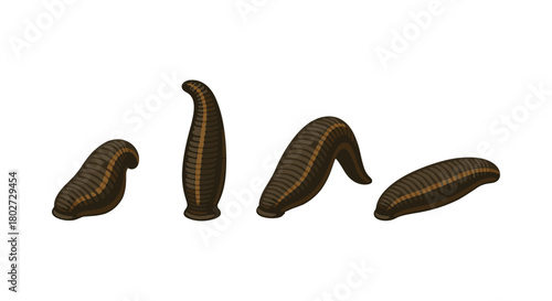 Realistic leeches set on white background for educational uses