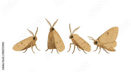 Realistic moth insects set in flat style on white background