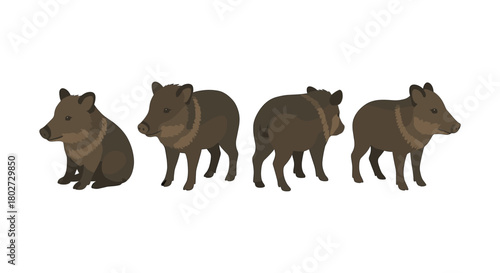 Set of cute cartoon peccaries in various poses on white background