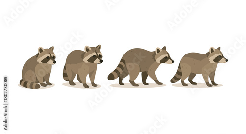 Cute cartoon raccoons in various poses, flat style, wildlife theme