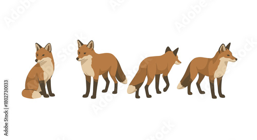 Flat style foxes in various poses on white background